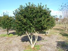 Burford Holly in the Winter