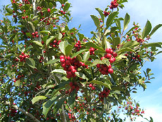 Savannah Holly Berries
