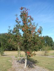 Savannah Holly in the Winter