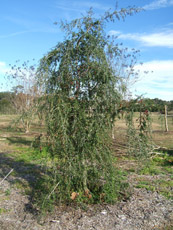 Weeping Yaupon Holly in the Winter