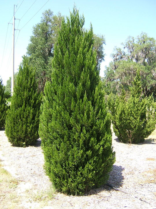 Spartan Chinese Juniper in the Spring