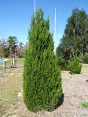 Spartan Chinese Juniper in the Winter