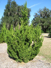 Torulosa Chinese Juniper in the Winter