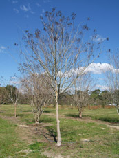 Crapemyrtle in the Winter