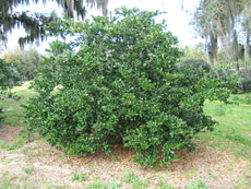 Ligustrum in the Winter