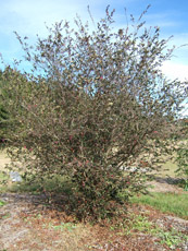 Loropetalum in the Winter