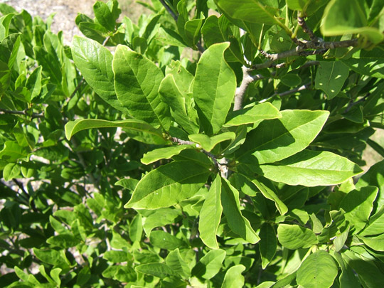 Star Magnolia, Magnolia stellata – Wisconsin Horticulture