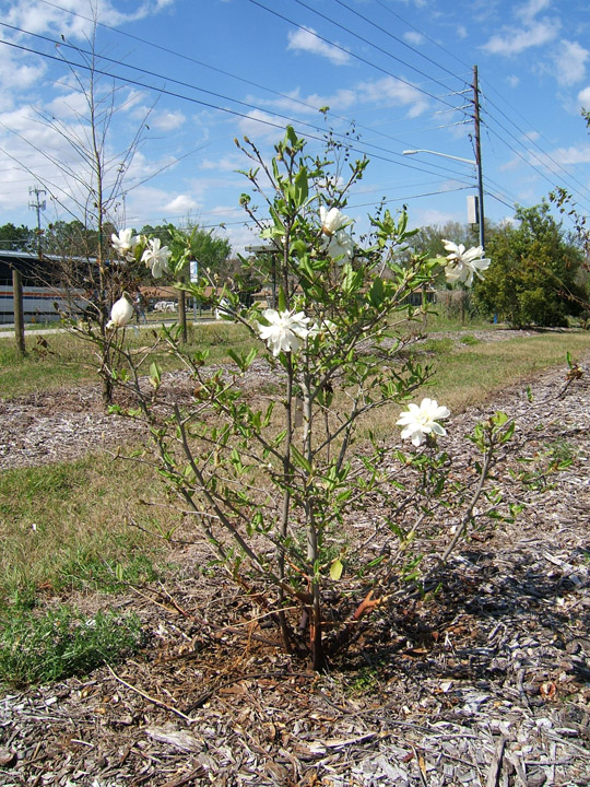 Star Magnolia in Flower