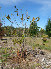 Star Magnolia in the Winter