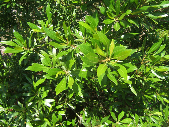 Southern Waxmyrtle Foliage