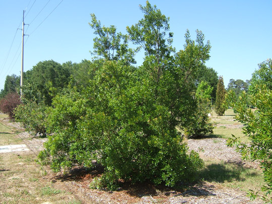 Southern Waxmyrtle in the Spring