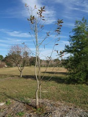 Ogeechee Tupelo in the Winter