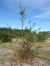 American Hophornbeam in the Winter