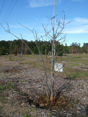 Sourwood in the Winter