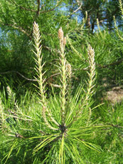 Spruce Pine Foliage