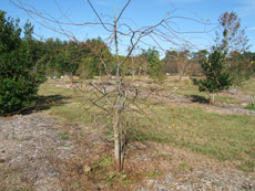 Water Elm in the Winter