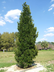 Podocarpus in the Winter