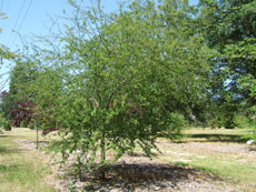 Chickasaw Plum in the Spring