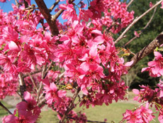 Taiwan Cherry Flowers