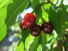 Taiwan Cherry Fruit