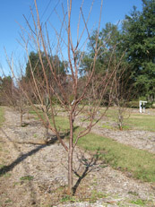 Taiwan Cherry in the Winter