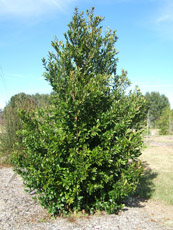 Cherry Laurel