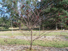 Purple Leaf Plum in the Winter