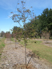 Okame Cherry in the Winter