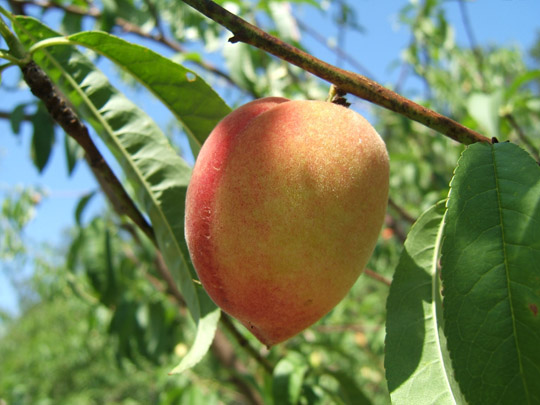 Flowering Peach Fruit