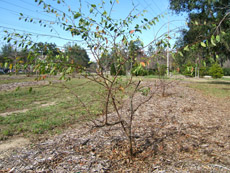 Flatwoods Plum in the Winter