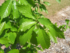 Dwarf Chestnut Oak Foliage