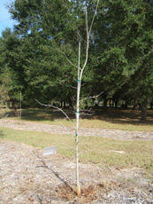 Dwarf Chestnut Oak in the Winter