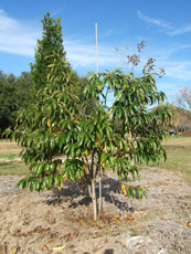 Carolina Buckthorn in the Winter