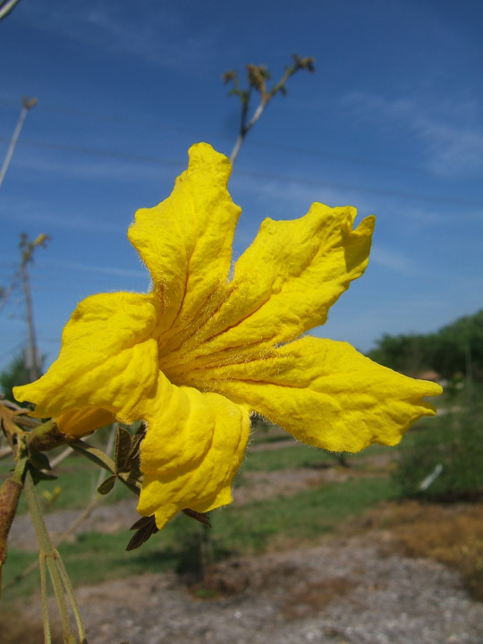Yellow Trumpet Tree Flowers