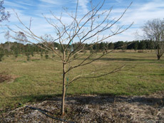 Yellow Trumpet Tree in the Winter