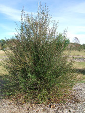 Walter's Viburnum in the Winter