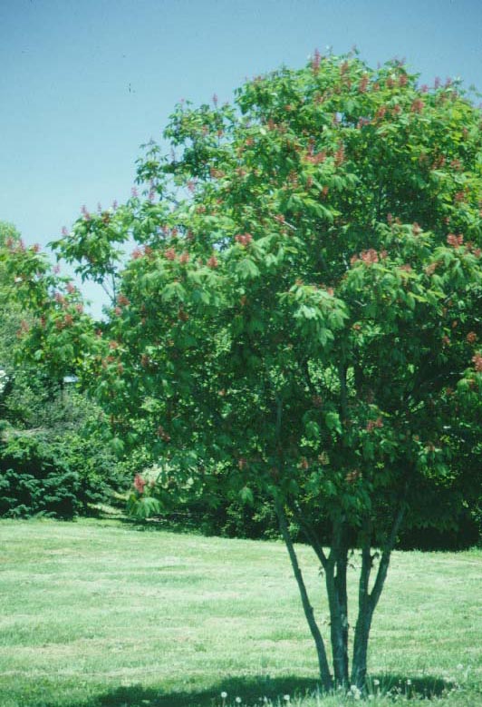 Red Buckeye - Tree selection - Landscape plants - Edward F. Gilman - UF