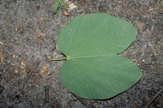 Hong Kong Orchid Tree leaf