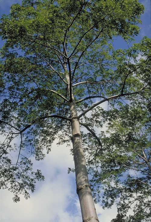 Silk cotton tree, tree
