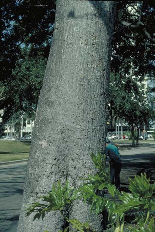 Red Silk Cotton Tree trunk