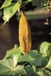 Scrub Bottletree seed pod