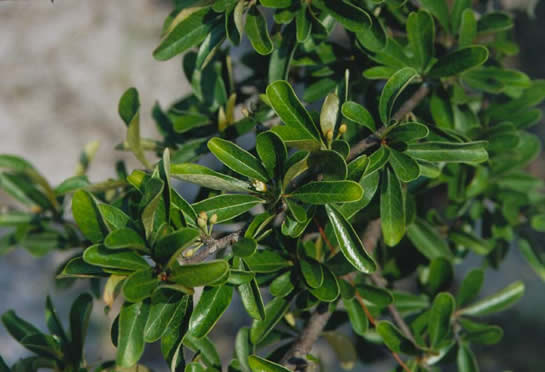 Chittamwood or Bumelia Leaves