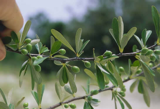 Chittamwood or Bumelia Leaves