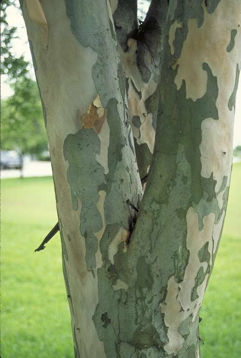 Bridalveil Tree Bark