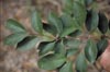 Spicewood Leaves