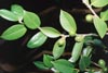 Tea-Oil Camellia Leaves