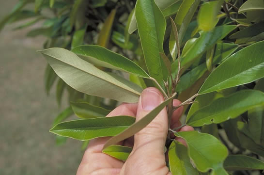 Jamaica Caper Leaves
