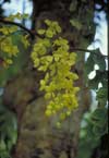 Golden Shower Tree