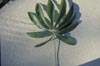 Kapok Tree Leaf