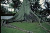 Kapok Tree trunk